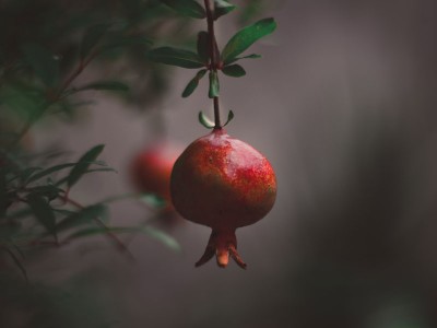 انار به روایت از کتاب باورهای علامیانه مردم ایران